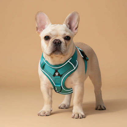 Ensemble Harnais et Laisse Woofiva – Doux, Sûr et Élégant pour petits chiens