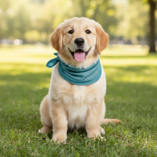 Kühl-Bandana für Hunde – Hitzeschutz, der auch noch süß aussieht